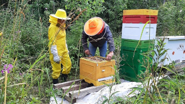 На территории Психоневрологического интерната «Черемушки» (Республика Карелия), в качестве эксперимента, при поддержке волонтёра Ломтева Александра организовано небольшое пчеловодческое хозяйство